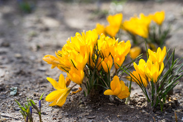 Yellow Crocuses in the springtime