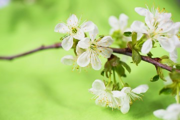 Cherry flower.