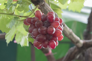 Ripening red grapes in countryside vineyard for red wine