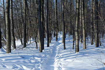 Fototapeta premium Snowy alley