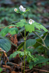 Isopyrum thalictroides