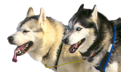 dogs team running cut on white background.