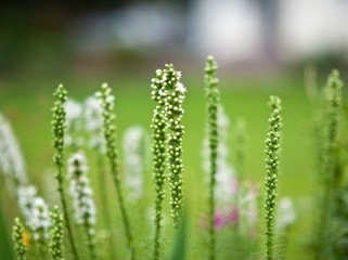 Dense blazing star close up