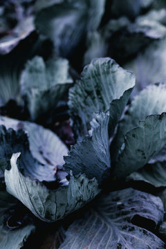 Purple cabbage in fiels