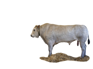 Standing adult bull isolated over white background, copyspace.