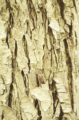wood bark as background/wood bark as background