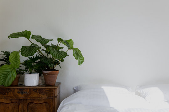 Bedroom with white sheets and plants
