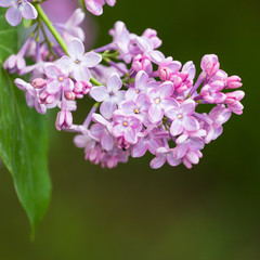Fototapeta na wymiar Close-up image of spring lilac violet flowers, abstract soft floral background