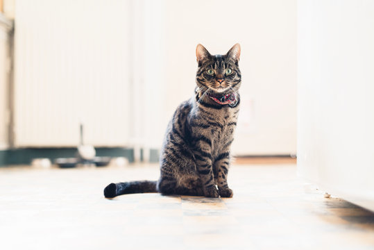 Adorable Tabby Cat Sitting On Kitchen Floor Staring At Camera.