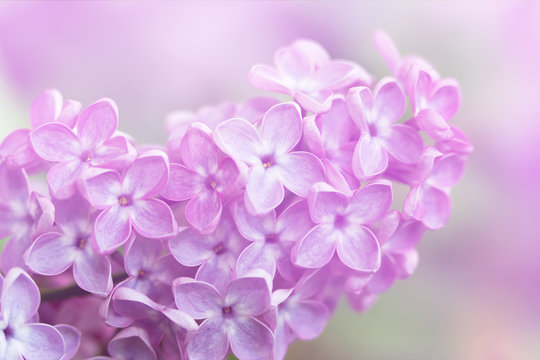 Close-up image of spring lilac violet flowers, abstract soft floral background