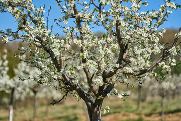 Orchard of cherry trees