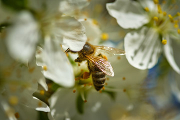 Honeybee collecting pollen