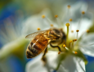 Honeybee collecting pollen