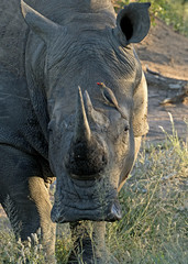 Rhino with Oxpecker in Swaziland
