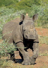 White Rhino Calf in Swaziland with Oxpeckers
