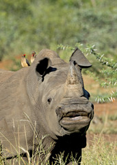 White Rhino Calf in Swaziland with Oxpeckers
