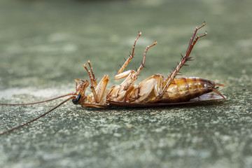 Dead cockroaches after got poison
