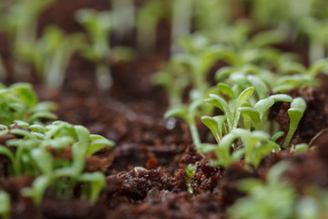 Green chamomile sprouts growing from seeds