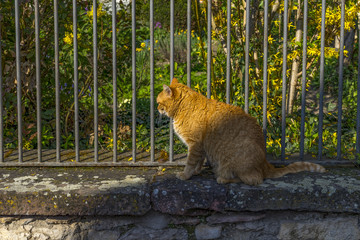 Blonde cat on the garden wall