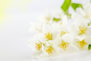 Soft focus on white jasmine flowers, background