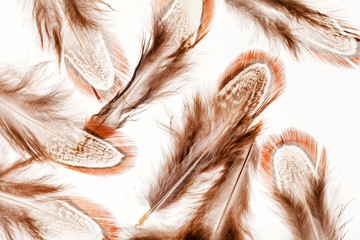 feather background