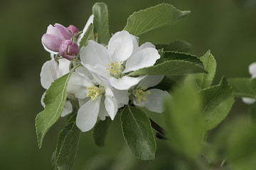 loveli spring