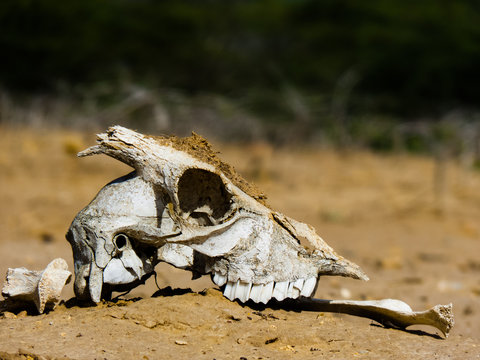 chivo skull