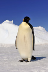 Fototapeta premium Emperor Penguin on the snow