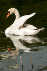 White mute swan in the water while swimming