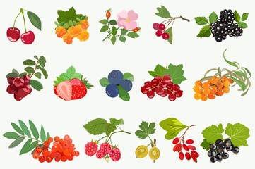 Set of ripe berries with leaves on white background. Vector