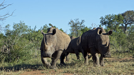 White Rhinos Charging in Swaziland