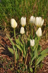 Weiße Tulpen
