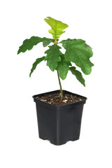 Oak seedlings in a black plastic pot