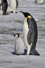 Emperor Penguin with chick