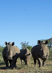 White Rhinos Charging in Swaziland