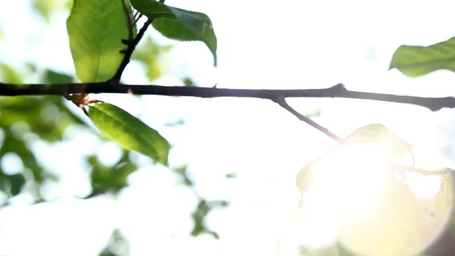 Bl&auml;tter im Wind - Fr&uuml;hling