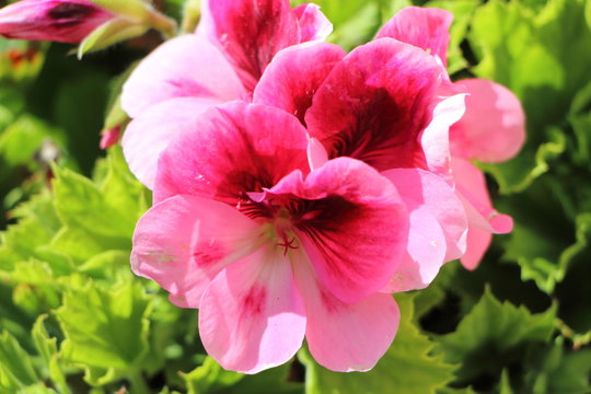 Fleur de géranium rose