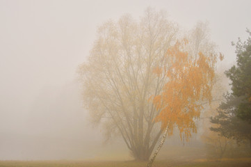 Jesienne drzewa w mglisty poranek.