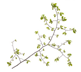 Spring branch with leaves on white background