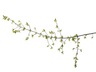 Spring branch with leaves on white background