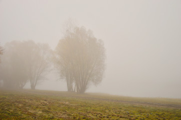 Fototapeta na wymiar Jesienne drzewa w mglisty poranek.