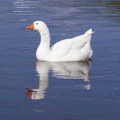 white geese swims in blue water of canal