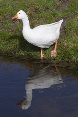 white geese leaves meadow and enters water of ditch
