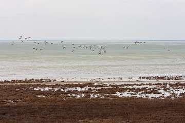 Fototapeta na wymiar Landscape with shore of salt lake