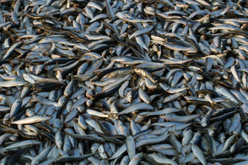 Fish background.
