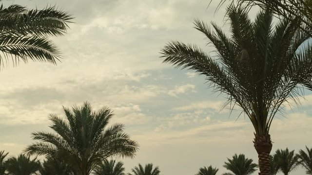 Palm Tree Sky Cloud Time Lapse in the morning High quality 10bit footage. Very easy color correction