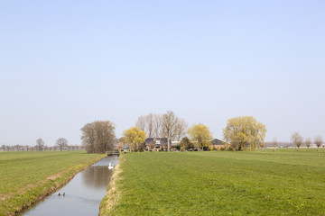 farm in meadows near utrecht in the green heart of holland on sunny day in early spring
