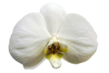 Blüte einer Phalaenopsis Orchidee