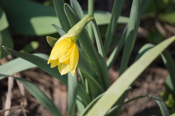 The first flowers in the spring garden