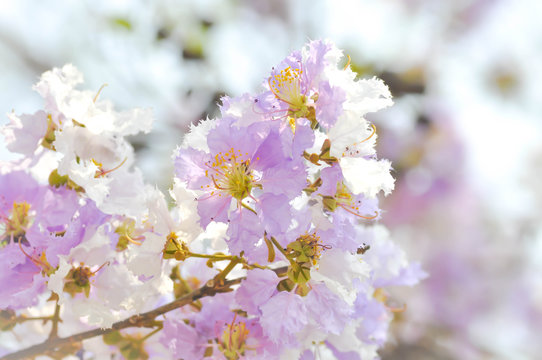 lagerstroemia speciosa  ,Queen's flower background ,flower